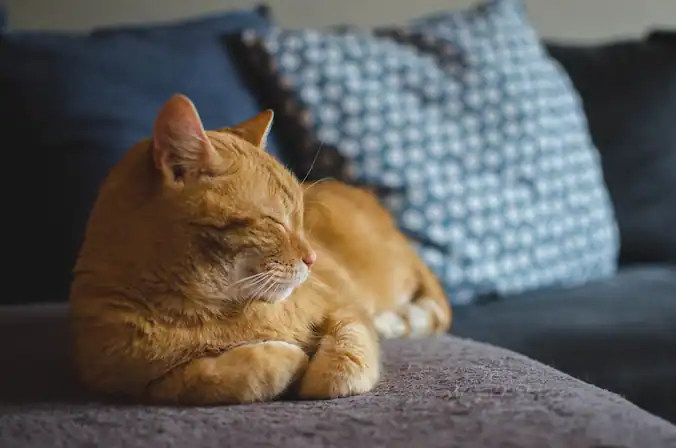 Communication animale intuitive : connexion et échange avec votre animal